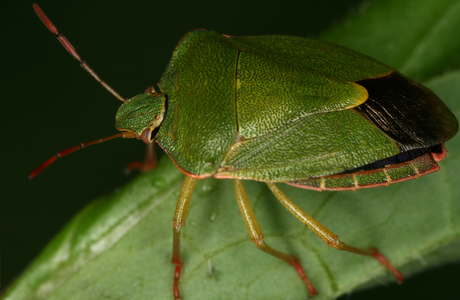 Grüne Stinkwanze (Palomena prasina) - © Gernot Kunz